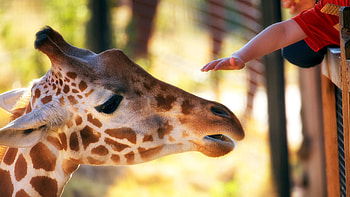 Animals, Hand, Muzzle, Spotty, Spotted, Head, Giraffe, Zoo HD wallpaper