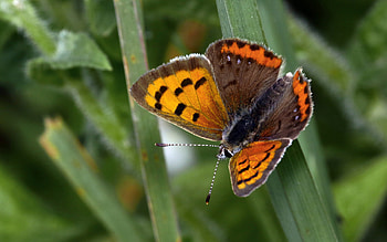 Tortoiseshell Butterfly, animal, tortoiseshell, butterfly, insect HD wallpaper