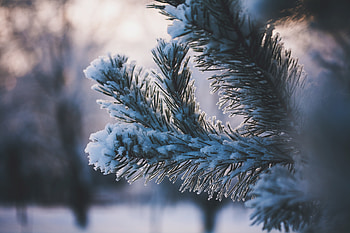 Winter, Nature, Snow, Branch HD wallpaper