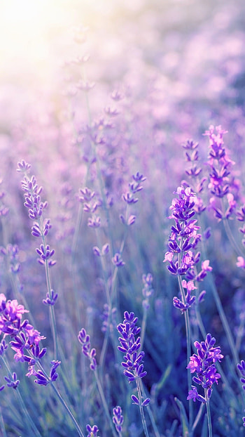 Flowers graphy, Beautiful purple flowers, Nature's marvel HD phone wallpaper