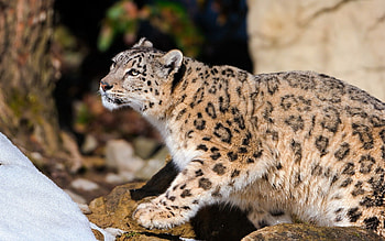 Animals, Snow Leopard, Light, Sit, Leopard, Light Coloured HD wallpaper