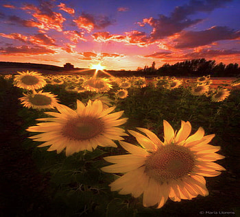 Last light, coral, sunflowers, light, field, clouds, sky, gold, sunset HD wallpaper