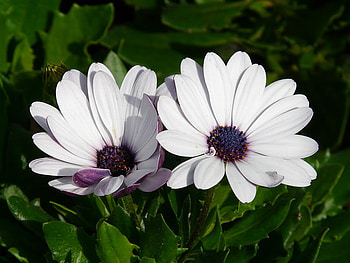 WHITE DAISIES, white, flowers, pretty, daisies HD wallpaper
