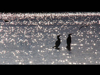 Birds in Sparkling Water, black birds, sparkling water HD wallpaper
