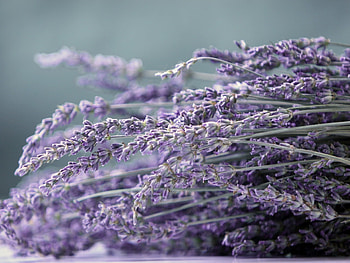 Flowers, Lilac, Vector, Plant, Focus HD wallpaper