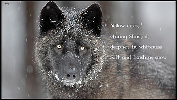 wolf wisdom, white, timber, saying, black, wolves, , wolf, canislupus, howling, wolf art, wisdom HD wallpaper