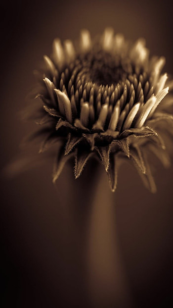 Brown, Brown Flower HD phone wallpaper