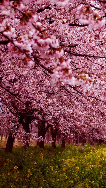 Spring, Flowers, Spring Tree HD phone wallpaper
