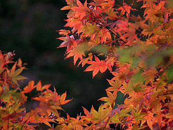 Nature, Autumn, Leaves, Dry HD wallpaper