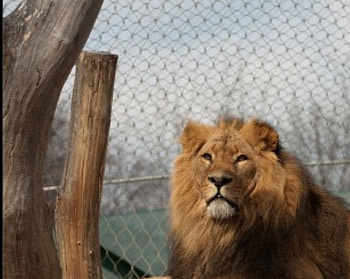 Leo the Lion, animal, lion HD wallpaper