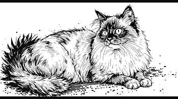Ragdoll Reverie — Quad, ragdoll, cat HD wallpaper