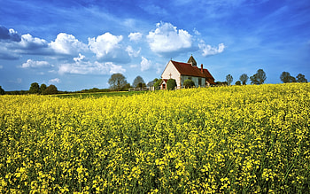 Church in Rapeseed Field, spring, rapeseeds, church, field HD wallpaper