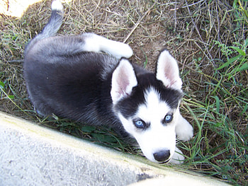 Husky, puppy HD wallpaper