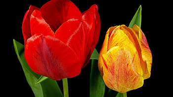 TULIPS, LEAVES, NATURE, COLORS, STEMS HD wallpaper