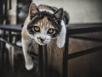 Cat, kitten, animal, pussy, kitty HD wallpaper