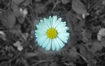 Daisy, beautiful, nature, flowers HD wallpaper