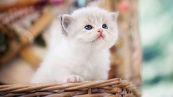 Kitten, Cats HD wallpaper