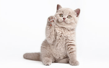 Hi! :), animal, hi, cat, paw, hello HD wallpaper