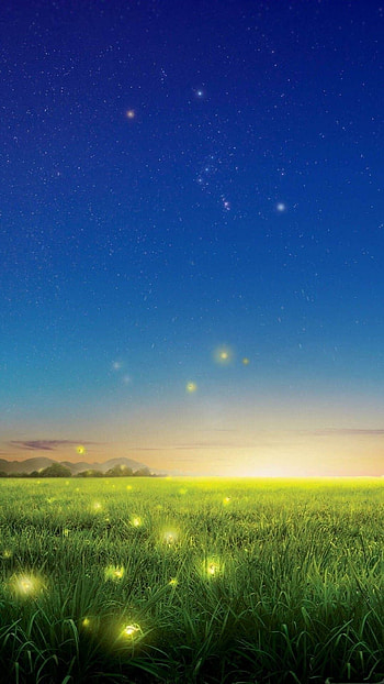 Grass field, Firefly (Insect) HD phone wallpaper