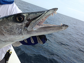 Barracuda basics, Great Outdoor Provision, Outdoor gear, Adventure HD wallpaper