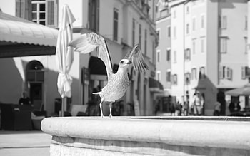 Fly, birds, town, animals, fountain HD wallpaper