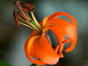 Orange Flower, beautiful, orange, , flower HD wallpaper