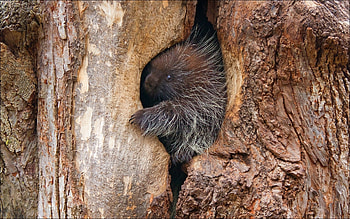 Porcupine, spines, animal, mammal HD wallpaper