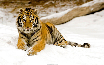 Animals, Snow, To Lie Down, Lie, Predator, Sight, Opinion, Tiger HD wallpaper