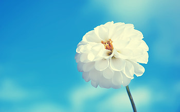 Plants, Flowers HD wallpaper