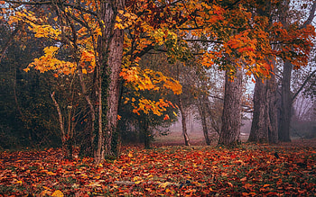 Autumn's Glow - Leighton, Bedfordshire, england, mist, leaves, fall, colors, trees, uk HD wallpaper