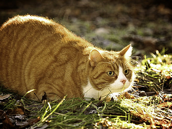 Cat in the grass, animal, kitten, cute, cat, feline HD wallpaper