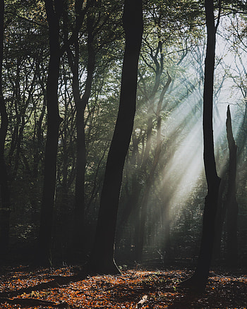 Nature, Trees, Dark, Forest, Fog, Sunlight HD phone wallpaper