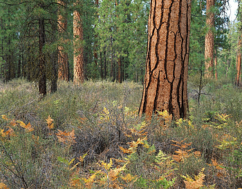 Nature, Trees, Forest, Cracks, Crack, Bark HD wallpaper