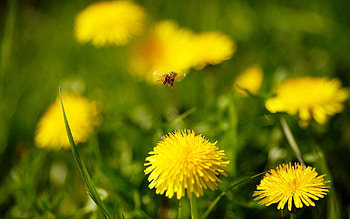 Flowers, Grass, Dandelions, Flight, Bee HD wallpaper