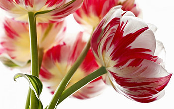 Beautiful Flowers, nature, flowers, stem, petals HD wallpaper