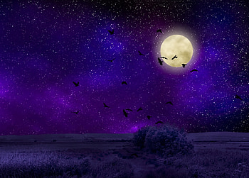 Birds, Night, Moon, Dark, Starry Sky, hop, Moonlight HD wallpaper
