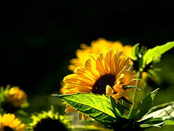 Catching rays, black, yellow, flower, green, sun, sunflower HD wallpaper