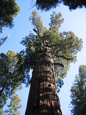 General Sherman, Redwood tree HD phone wallpaper