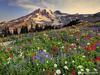 Vision of Wildflowers, lavendar, splendour, variety, pines, spring, flower, snow, trees, mountains, cream, white, purple, green, yellow, red, colourful, blooms HD wallpaper