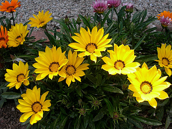 Flowers, Greens, Flower Bed, Flowerbed, Gazania, Ghazania HD wallpaper