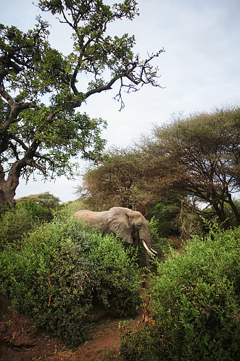 Animals, Trees, Bush, Wildlife, Animal, Elephant HD phone wallpaper