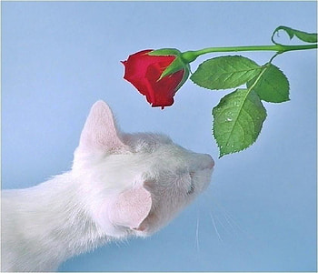 For you, rose, white, animals, cats, cute, funny, flowers, nice HD wallpaper