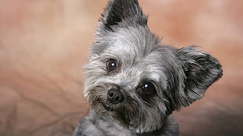 Animals, Dogs HD wallpaper