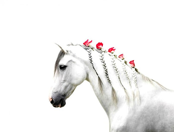 Romantic horse, animal, horse, white, roses, wonderful HD wallpaper
