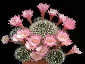 MT WARREN CACTUS FLOWERS, PRETTY, FLOWERS, CACTUS, PINK HD wallpaper