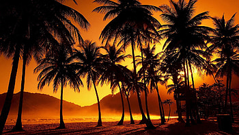 Palm trees HD wallpaper