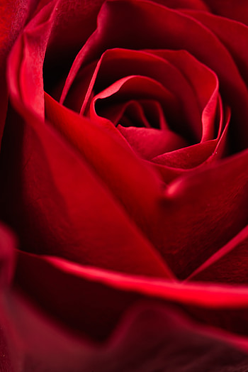Flower, Macro, Rose Flower, Rose, Petals, Close-Up HD phone wallpaper
