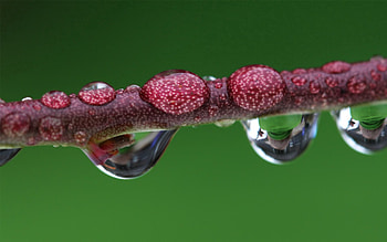 Drops, Macro, Branch, Dew, Stem, Stalk HD wallpaper
