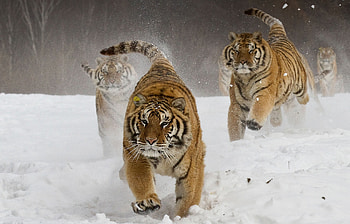 Siberian Tigers, tiger, animals, predator, king HD wallpaper