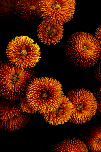 Flowers, Chrysanthemum, Bloom, Flowering HD phone wallpaper